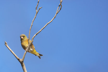 oriental greenfinch on the branch of treeの写真素材