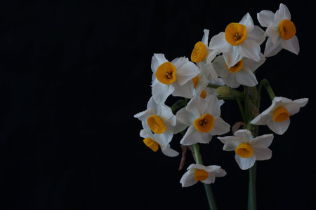 daffodilas in a black backgroundの写真素材