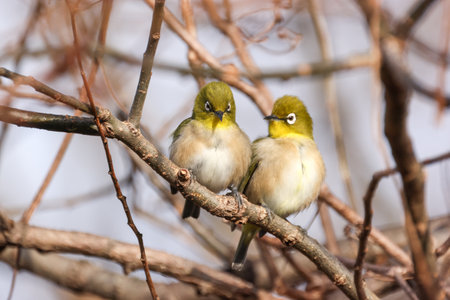 a couple of White-eye bird on branch of treeの写真素材