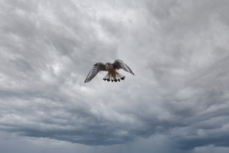 a Common Kestrel in flyingの写真素材