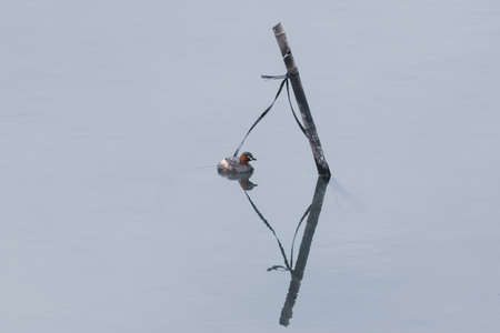 A little grebe floating on the quiet river.