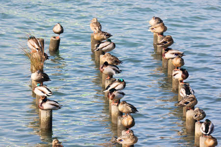 mallard duck resting on a concrete pile