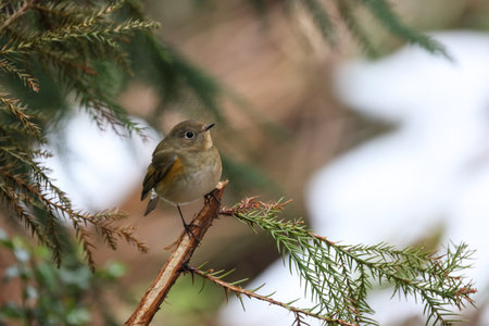 a Red-flanked bluetail on the branch of tree
