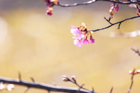 early-bloom cherry blossoms in Japan