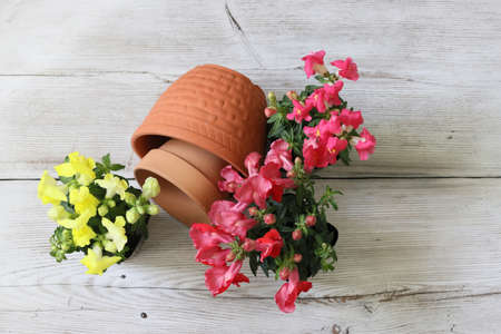 pot seedling of snapdragon and flowerpt in a wooden background