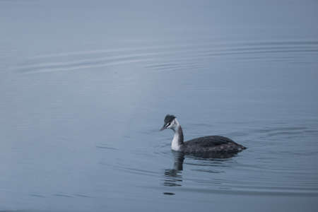 a great crested grebe on winter lake