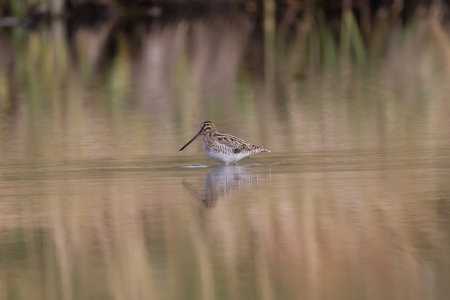 common snipe in the riverの写真素材