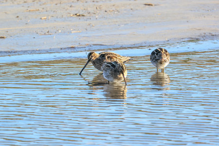 common snipe in the river