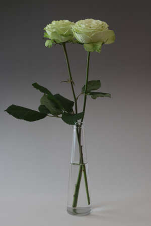 roses in a gray gradation backgroundの写真素材