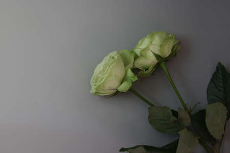 roses in a gray gradation backgroundの写真素材