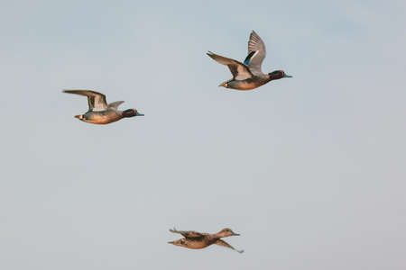 eurasian wigeons in flying in the sky