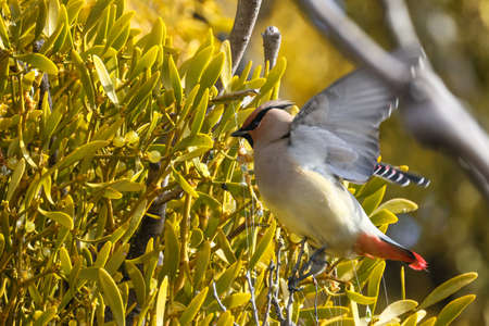 Japanese waxwing on the branch of tree