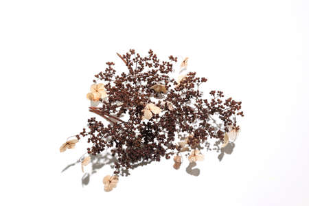 dried climbing hydrangea in a white background