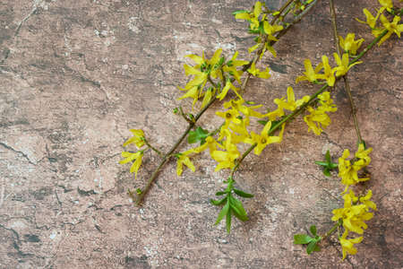 golden bell flower with its branch in a marble pattern background