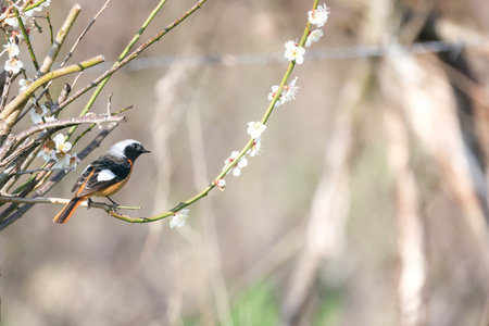 a daurian redstart on the branch of plum tree