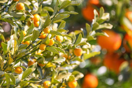 kumquat tree taken outdoorsの写真素材