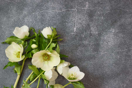 christmas rose in a concrete pattern backgroundの写真素材