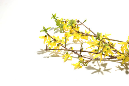 golden bell flower with its branch in a white backgroundの写真素材