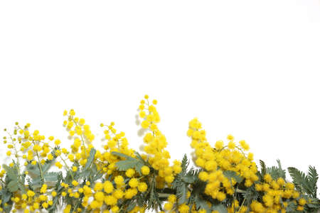 flowers of mimosa in a white backgroundの写真素材