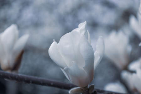 magnolia flower in full bloomsの写真素材