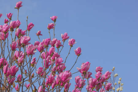 magnolia flower in full bloomsの写真素材
