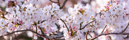 cherry blossom clipped to banner size.の写真素材