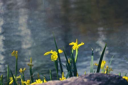 yellow iris blooming by the riversideの写真素材