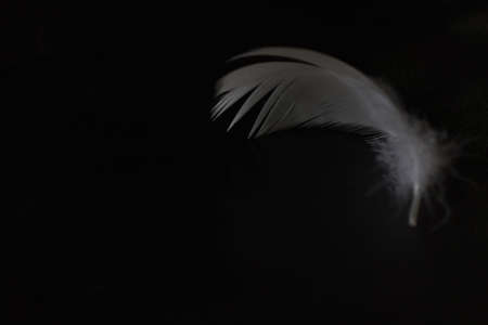 white feather in a black backgroundの写真素材