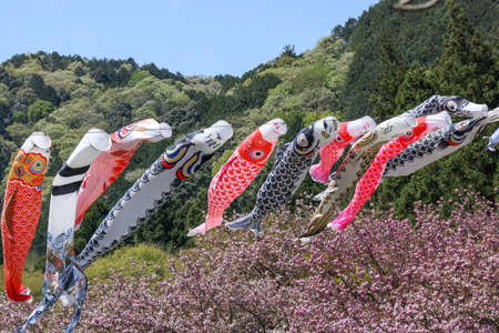 blossom of cherry tree and carp streamer in Japan