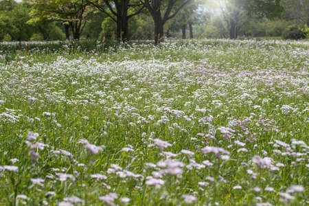 many philadelphia fleabane flowers in bloomの写真素材