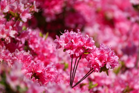 Japanese azalea in full bloom