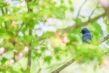 a blue bird on the branch of treeの写真素材