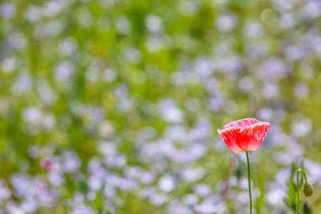 Flower garden poppy and nemophila photographed in springtime.の写真素材