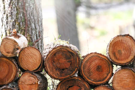 piles of larch logs in the forest