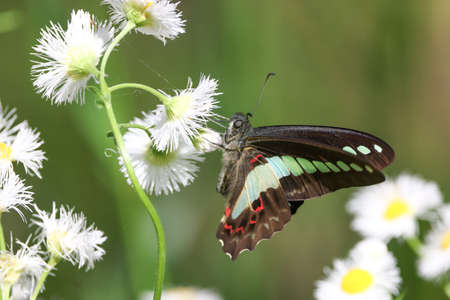 a common bluebottle swallowing the nectar of philadelphia fleabaneの写真素材