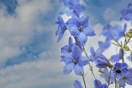 delphinium in a blue sky backgroundの写真素材