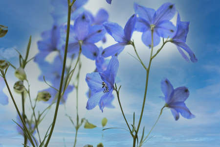 delphinium in a blue sky backgroundの写真素材