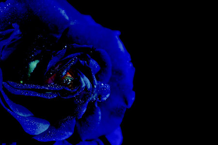 flower head of rose in a black backgroundの写真素材