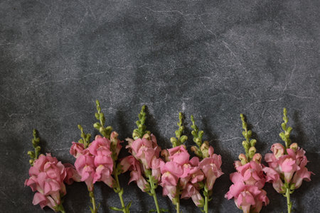 pink stock flower in a concrete pattern background