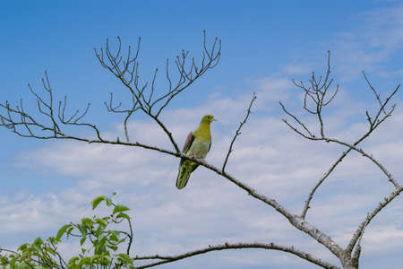 a White-bellied green-pigeon on a branch of tree