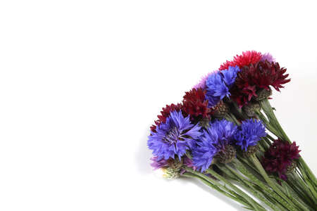 bouquet of cornflower in a white background