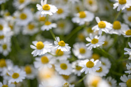 flower garden of chamomile in Japanの写真素材