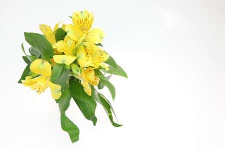 alstroemeria in a wooden backgroundの写真素材