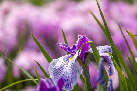Flower garden of iris taken outdoors in June.の写真素材