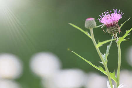 thistle in the flower garden of white daisyの写真素材