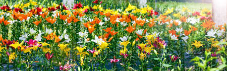 Clipped to banner size image of lilies taken in outdoors.の写真素材