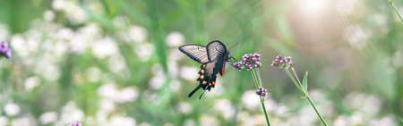 a chinese windmill on the brazilian vervainsの写真素材