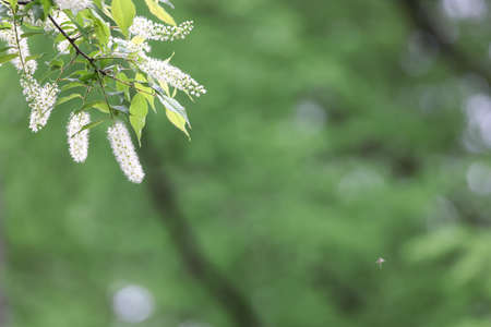 blossom of Japanese Bird Cherry in Japan