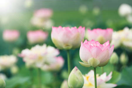 flower of lotus taken in early summerの写真素材