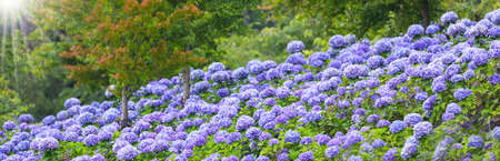 Clipped to banner size image of hydrangea taken outdoors in japanese rainy season.の写真素材